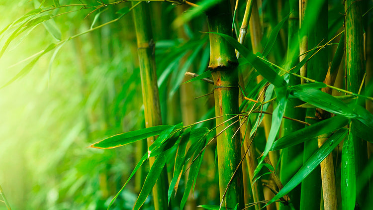 Benefits of Bamboo